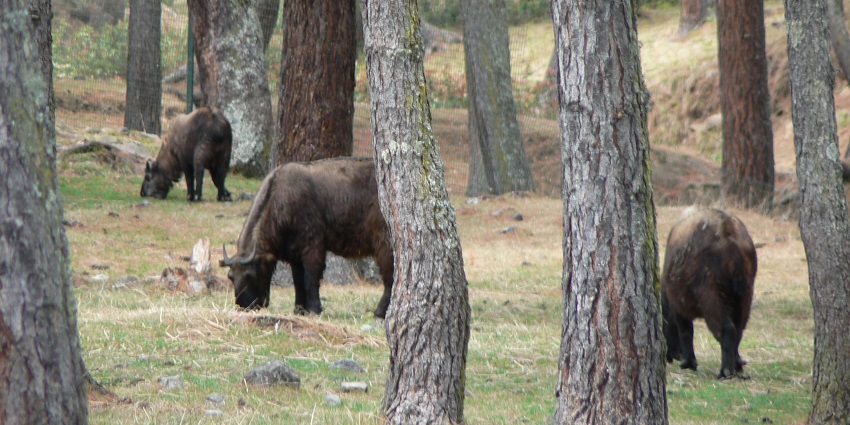 The Bhutan Takin, a unique animal species, grazing in Jigme Dorji National Park's natural habitat