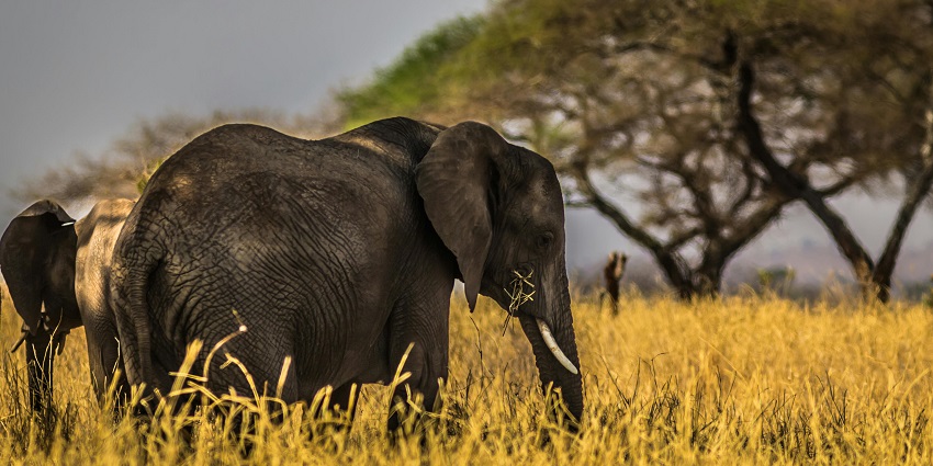 View of an elephant wandering the golden meadows of the wildlife sanctuary