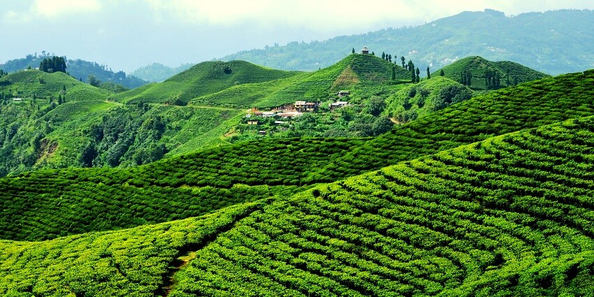A picture of a beautiful hill station filled with lush tea gardens all around the area