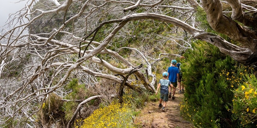 This moderate trek takes you through dense oak and rhododendron forests.