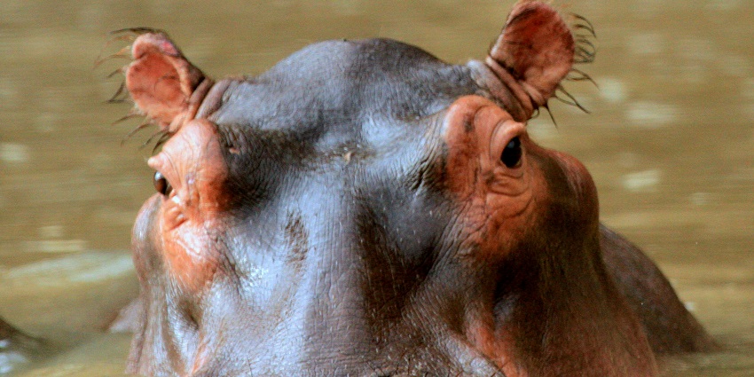 Indira Gandhi Zoological Park is one of the top spots for wildlife enthusiasts.
