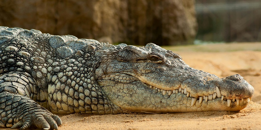Indira Gandhi Park, a zoo in Karnataka, lets you witness crocodiles and other animals.