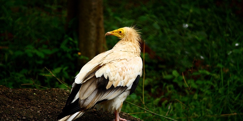 Beautiful snap of an Egyptian Vulture at Indira Gandhi Zoological Park, Visakhapatnam, India.