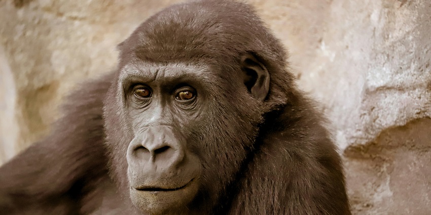 A gorilla eating a banana inside its enclosure in the zoo, gazing into the distance.