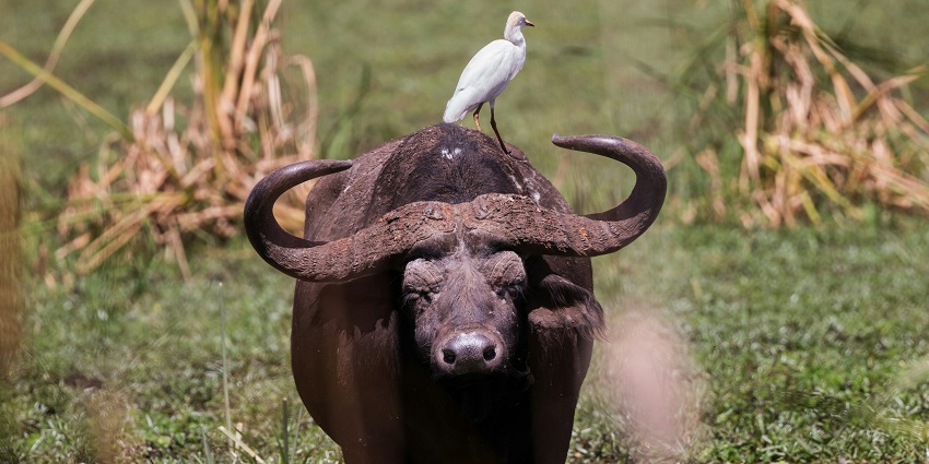A glimpse of a wild buffalo standing on the lush green sprawling grounds of Indravati.