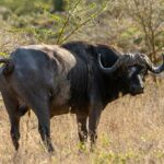 A glimpse of a wild Asian buffalo spotted on the golden-brown grounds of Chhattisgarh.