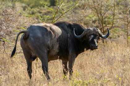 A glimpse of a wild Asian buffalo spotted on the golden-brown grounds of Chhattisgarh.