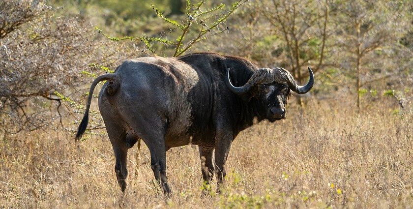 A glimpse of a wild Asian buffalo spotted on the golden-brown grounds of Chhattisgarh.