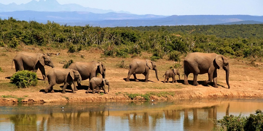 A bunch of elephants walking around in a national park for drinking water from a pond.