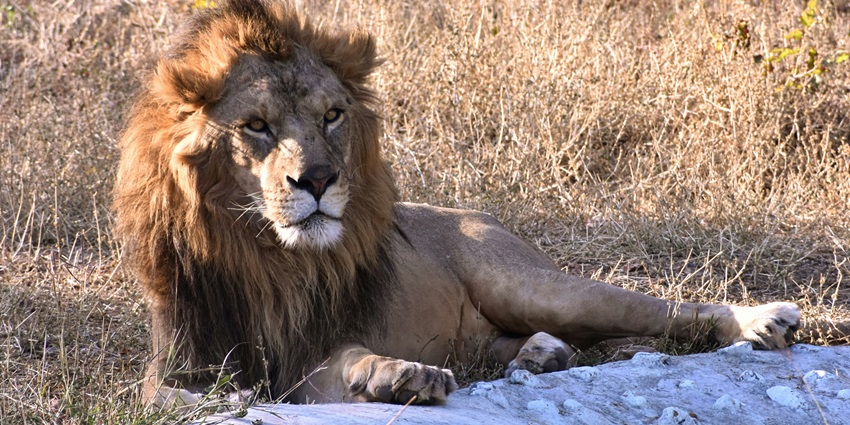 Snapshot of a majestic lion sitting on a rock in nature park in Ahmedabad, Gujarat