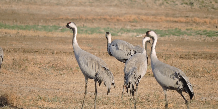 Nature lovers and photography enthusiasts have a great opportunity for birdwatching here.