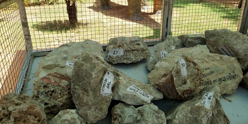 You get to learn about dinosaurs and fossils from her and unfold the details of prehistoric times.