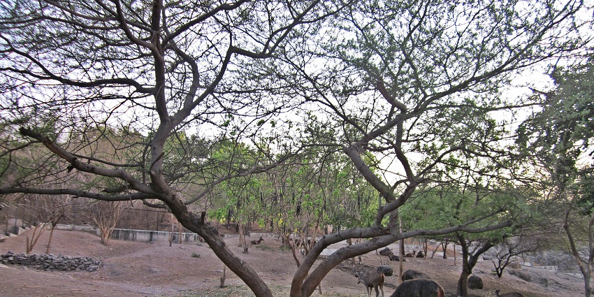 Snapshot of the beautiful deer in their natural habitat amidst the tranquil surrounding of forest