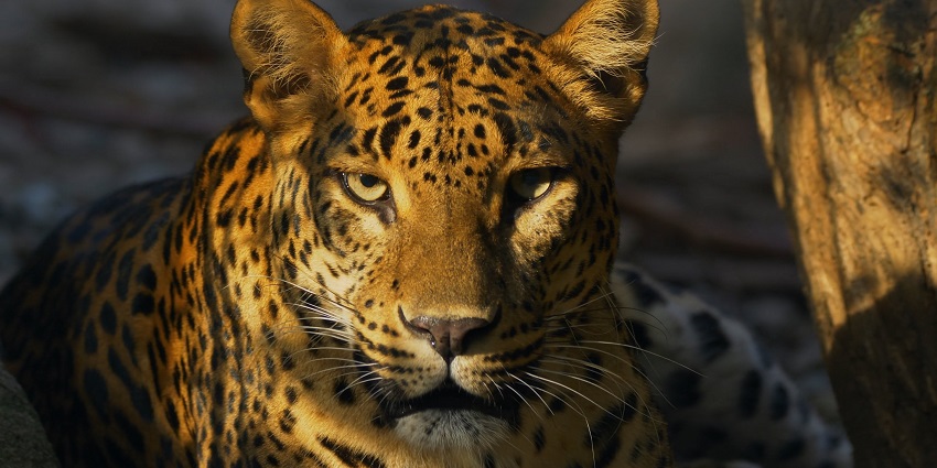 Watch jaguars in action during the night safari here at the Jaguar Trail Walking Zone