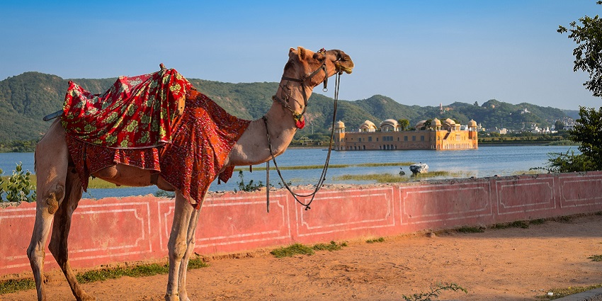 The best camp in Rajasthan is the desert camping in Jaipur with jeep safaris.