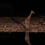 A glimpse of a giraffe standing near a lake at the zoo after the sun has gone down.