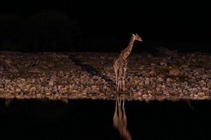 A glimpse of a giraffe standing near a lake at the zoo after the sun has gone down.