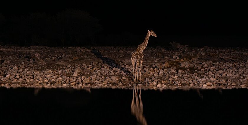 A glimpse of a giraffe standing near a lake at the zoo after the sun has gone down.