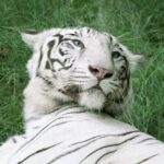 A white tiger sitting on the ground, surrounded by greenery in Jaipur Zoo.