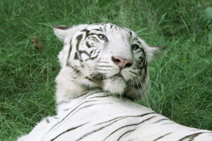 A white tiger sitting on the ground, surrounded by greenery in Jaipur Zoo.