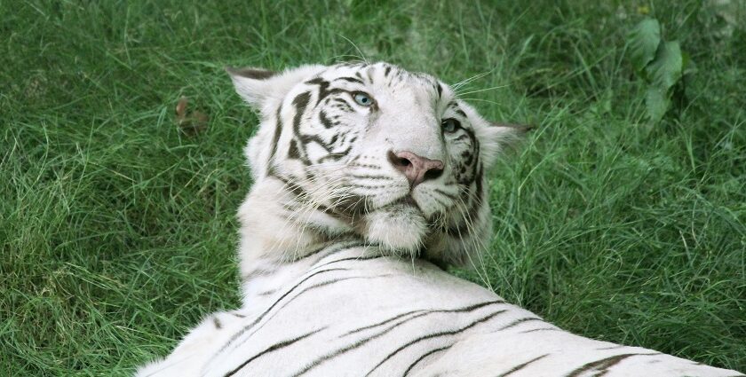 A white tiger sitting on the ground, surrounded by greenery in Jaipur Zoo.