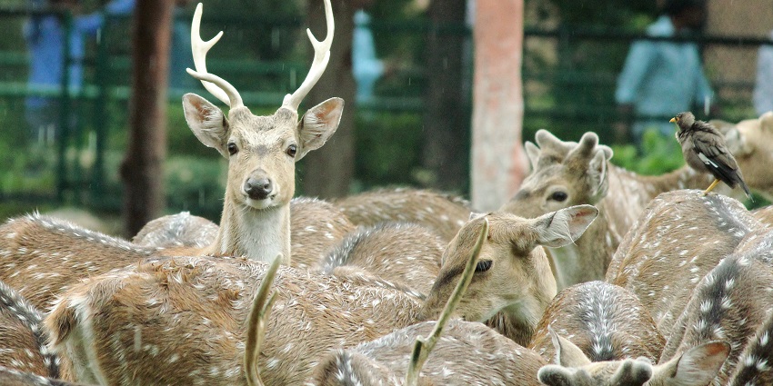 Chital deer at Jaipur Zoo, surrounded by greenery, representing wildlife conservation efforts.