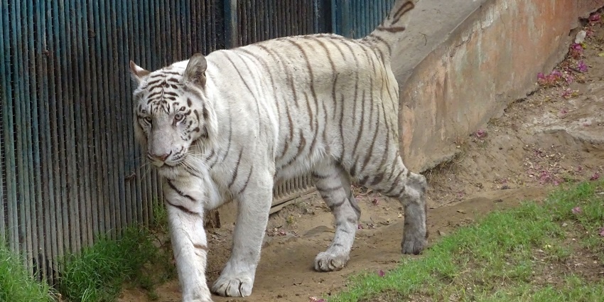 A majestic white tiger at Jaipur Zoo, walking on grass, one of the best zoos in Rajasthan.