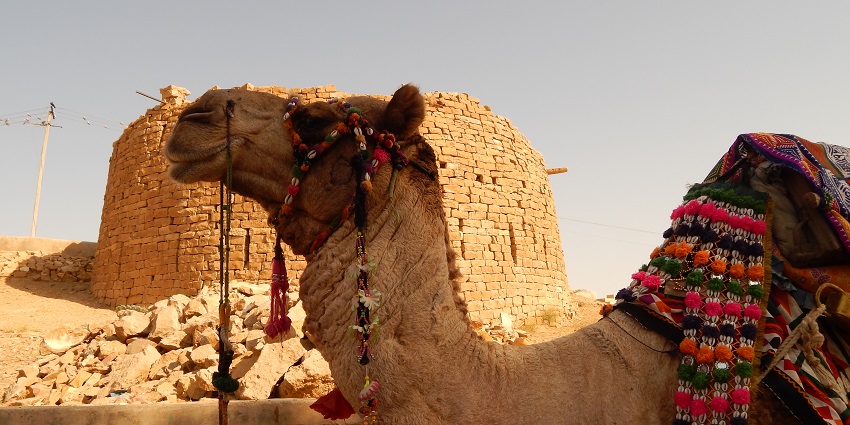 The golden sands of Jaisalmer with a camel caravan, one of the beautiful places to visit in June for desert adventure.