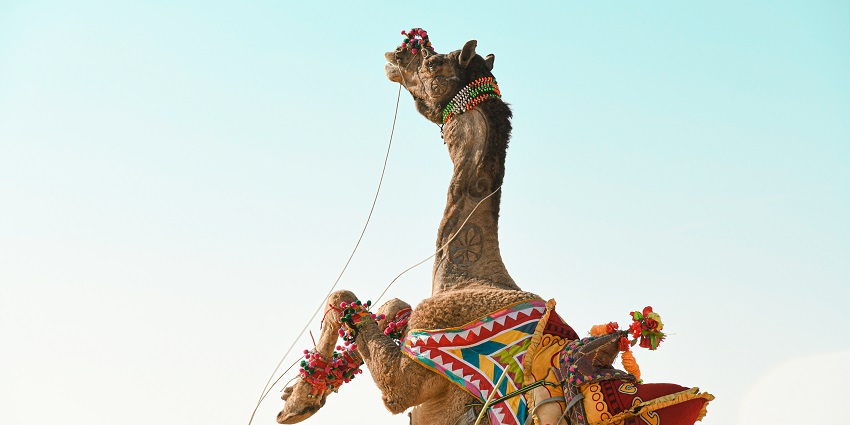 Jaisalmer New Year party at Desert Festival features decorated camels and performances.
