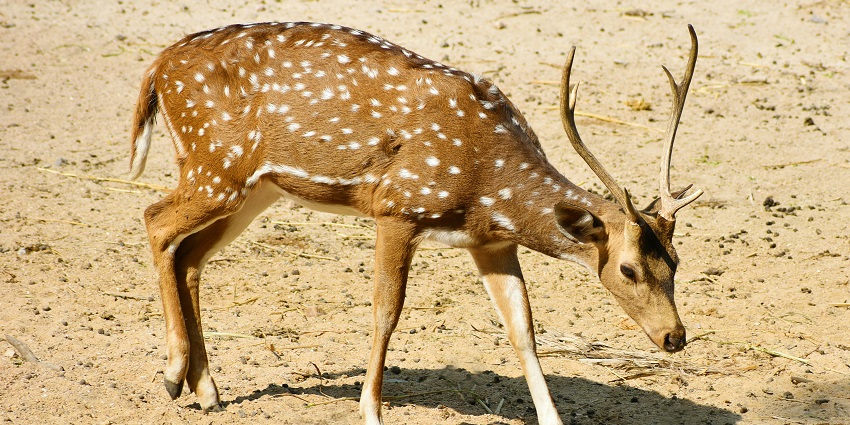 A deer spotted at the barren lands of the famous Jaisamand Wildlife Sanctuary, Rajasthan.