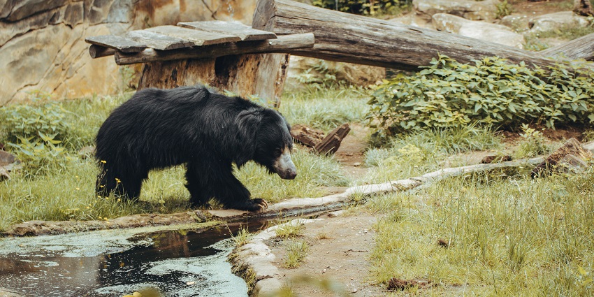Bear at the Jambughoda Wildlife Sanctuary, one of the popular national parks in Gujarat.