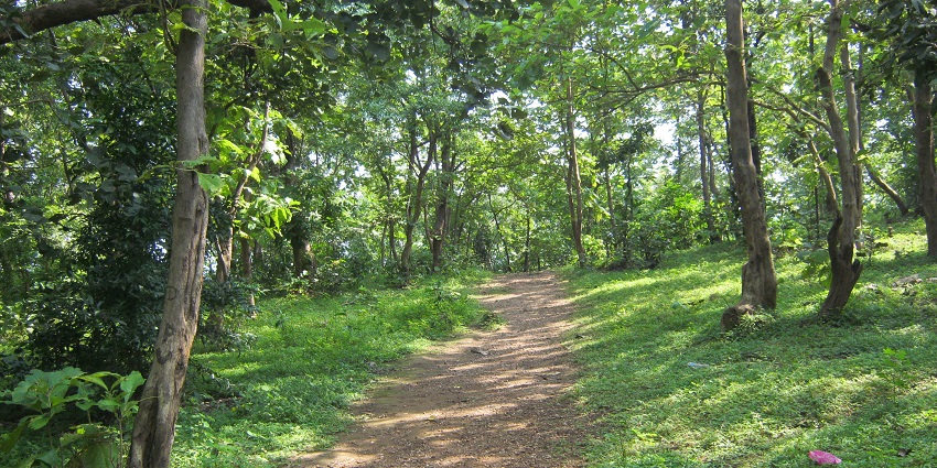 Picturesque view of Jambughoda Wildlife Sanctuary straight road in a forest
