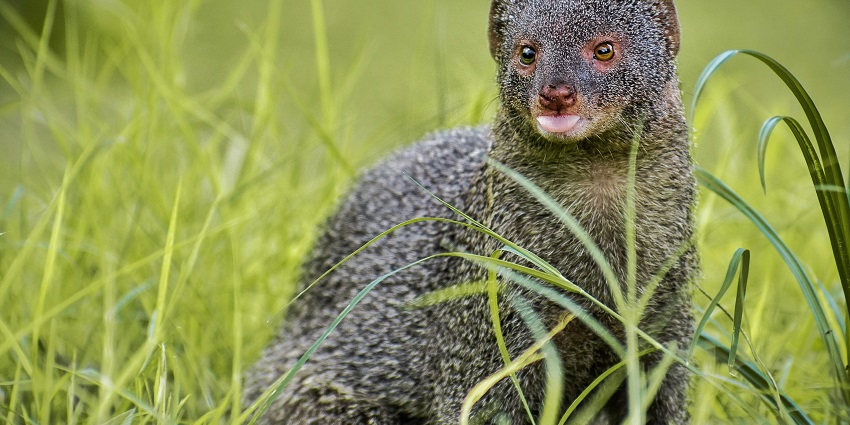 Snapshot of the majestic wild gyay Mongoose on Grass in Jambughoda Wildlife Sanctuary