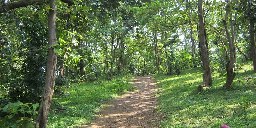 Picturesque view of dense forest landscape of Jambughoda Wildlife Sanctuary
