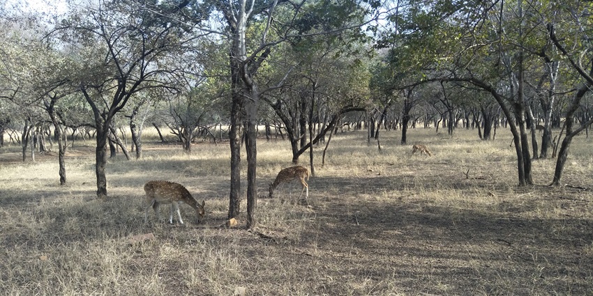 Wild deer roaming in a wildlife sanctuary, one of the best places to visit near Khatu Shyam