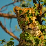 A leopard at Jamwa Ramgarh Wildlife Sanctuary, highlighting the region's diverse wildlife.