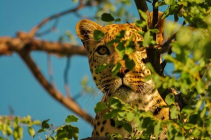 A leopard at Jamwa Ramgarh Wildlife Sanctuary, highlighting the region's diverse wildlife.