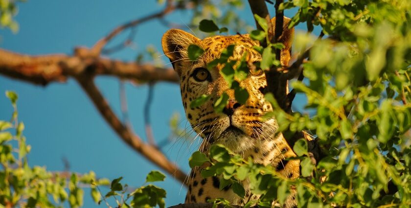 A leopard at Jamwa Ramgarh Wildlife Sanctuary, highlighting the region's diverse wildlife.