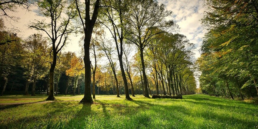 A lush park landscape, similar to the rich vegetation found in Sakteng Wildlife Sanctuary.
