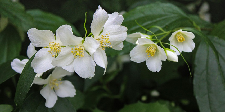 Kadiyapulanka is one of the hotspots, famous for its floriculture and horticulture.