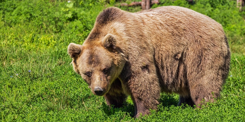 A brown bear standing on its hind legs, showcasing its powerful physique.