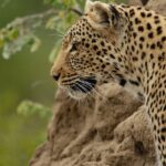 A leopard in Jawahar Sagar Wildlife Sanctuary, amidst the lush greenery of the area.