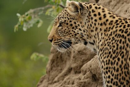 A leopard in Jawahar Sagar Wildlife Sanctuary, amidst the lush greenery of the area.