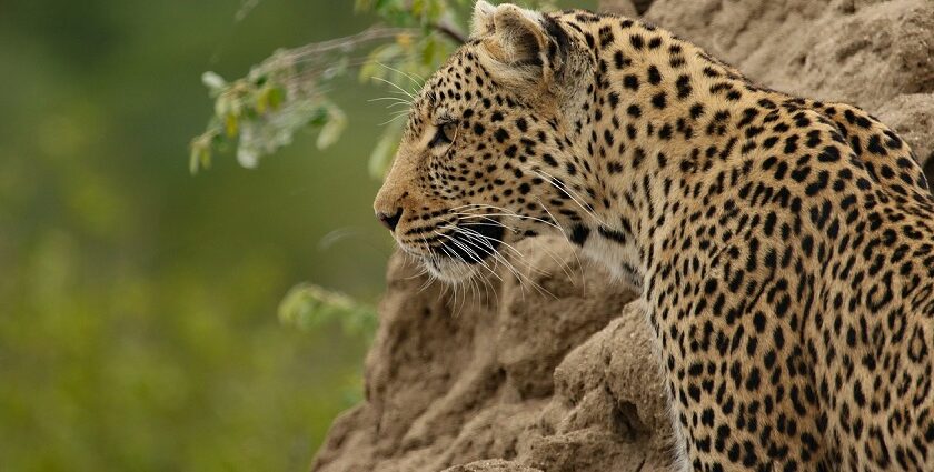 A leopard in Jawahar Sagar Wildlife Sanctuary, amidst the lush greenery of the area.