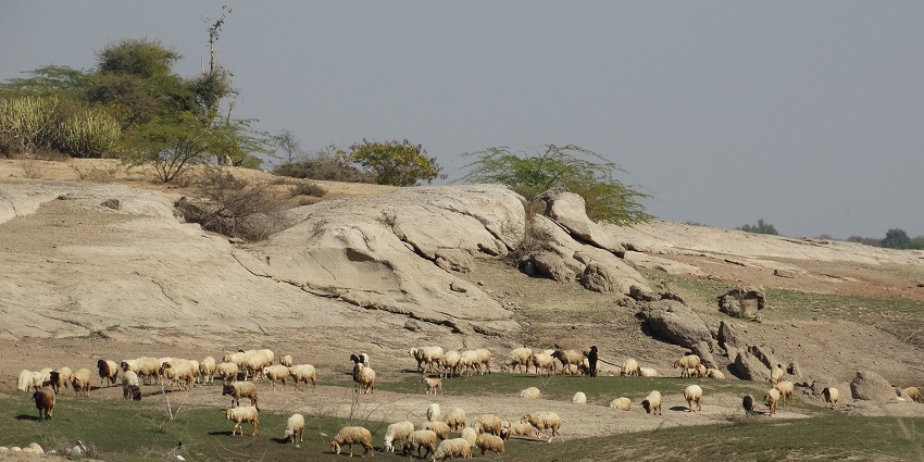 Panoramic view of the Jawai Dam in Rajasthan, showcasing its expansive water reserve.