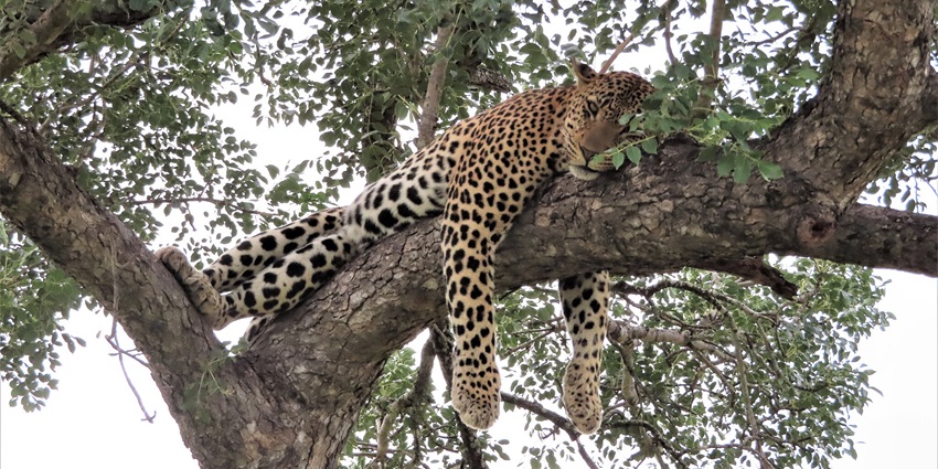 Panoramic image of the beautiful leopard sitting on the tree in the Jawai Leopard Reserve