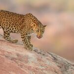 A view of a leopard at Jawai National Park, showcasing its distinctive golden-yellow coat with black rosettes.