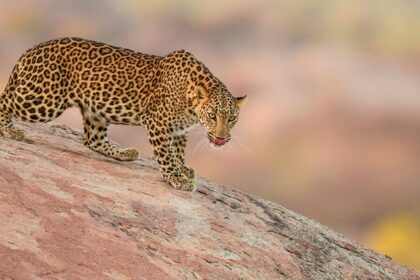 A view of a leopard at Jawai National Park, showcasing its distinctive golden-yellow coat with black rosettes.