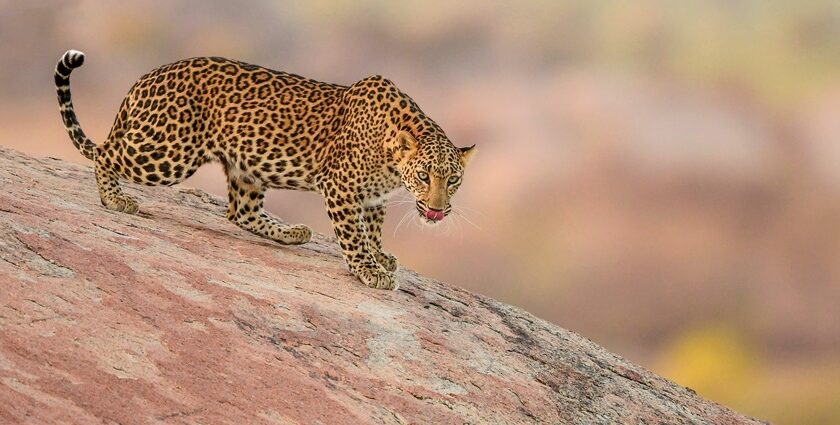 A view of a leopard at Jawai National Park, showcasing its distinctive golden-yellow coat with black rosettes.