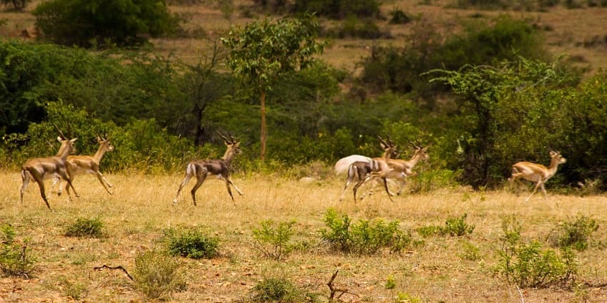 View of the Jayamangali Blackbuck Conservation Reserve's meadows where blackbucks are grazing.